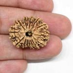 Feel Touch Mart 14 Mukhi Nepal Fourteen Face Rudraksha Blessed By Lord Hanuman ji Natural Choudha Mukhi Rudraksha Beautiful Silver Pendant Fourteen Face 25mm Brown Bead Natural Nepali Rudraksha For Jaap & Wearing By