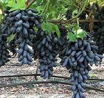 Earth Angels Grape PlantAngur PlantGrape Plant Moon Drops Black Seedless Grape plant 1 Healthy Vine Cutting Plant on Poly Bag.