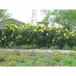 Cloud Farm Rare Grafted English Rose Plant