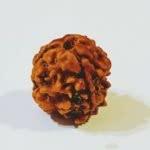 Feel Touch Mart 3 Mukhi Rudraksha Original Nepal Bead by Lab Certified
