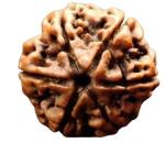 Feel Touch Mart 6 Mukhi Rudraksha High Rated Chah Mukhi Rudraksha Lab Certified with Pendant Real Six Face Rudraksha Nepali 6 Mukhi Rudraksha by