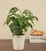 Ugaoo Philodendron Broken Heart Plant with White Self Watering Pot (Monstera Adansonii)