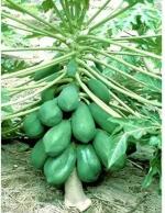 Rosemary Organic Papaya Seed 20 Per Packet