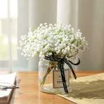 PARYAVARAAN Gypsophilia Flower Seeds winter season flower seeds for Balcony Gardening, 50 seeds,