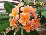 Corofitam Plumeria PlantKath chapa PlantChampa / Plumeria Orange Flower Beautiful Live Plant