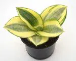 Snake Plant Golden Dwarf | Trifasciata Hahnii Good Luck Air Purifying Plant by India Gardening
