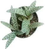 Studio Seed Ledebouria Socialis variegata Live Succulent Plant AKA Scilla violacea