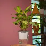 Hug A Plant Philodendron Xanadu Golden (Thaumatophyllum Xanadu)- Live Plant (With 5 Inch Self-Watering Pot & Plant) (Color: White)