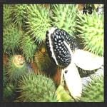 Xetomos Dhatura Seeds Datura Seed Moonflower Seeds 500seed