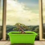 MorningVale Kisti Rectangular Planter Pot Plastic, (Size-14 Inch, Pack of 1), Lemon green