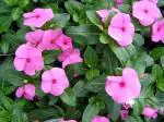 The Entacloo Sadabahar/Periwinkle PlantNayantara PlantLive Pink FC Sadabahar-Catharanthus roseus Flower Plant- 1 Live Healthy Plant.