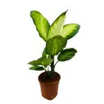 Hug A Plant Dieffenbachia Maculata / Dumb Cane - Live Plant (Home & Graden)