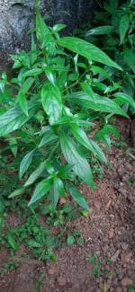 Cloud Farm Hybrid Kalmegh Bhuineem ZZ Plant - 200 mm CF_O448