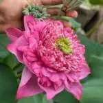 Indian Gardens Lotus Live Plant Rare Kaveri code 77