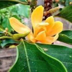 Cloud Farm Hybrid Golden Champa Plant - 200 mm CF39