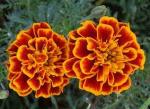 PARYAVARAAN Marigold Jafri Live Plants Flower Seeds For Home Gardening pack of 50 seeds