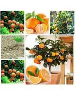 Orange Tree Fruit Seeds (Pack of 10 Seeds)