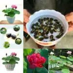 Tamransh Ss Online Lotus Seed, 10 Seeds