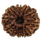 Feel Touch Mart 11 Mukhi Rudraksha Nepal by Lab Certified