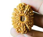 Feel Touch Mart Twenty One Mukhi Rudrkahsa 21 Mukhi Nepal Rudraksha Pendant Ekkis Mukhi Rudraksha Original Certified Real Bead 21 Oval 21 Mukhi Twenty One Face Rudraksha