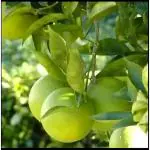 Cloud Farm sweet lime/sweet lemon Grafted hybrid fruit plant - 1 Healthy 'Orange labu Fruit Plant' 1.5-2 Ft Height in Nursery Grow Bag for Home Garden (Sweet Lemon)Pack Of 1,CF_L84