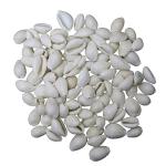 Spillbox White Kaudi Sacred Shankh for Lakshmi Diwali Pooja - 108