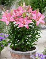 PARYAVARAAN Bulbs Asiatic Lily Flower Bulbs Pink Color Flower Bulbs For Home Gardening pack of 5 bulbs