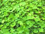 Odiplantz Indian pennywort Live Plant
