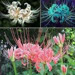 PARYAVARAAN Lycoris Lily/Spider Lily Bulb Summer Season For Home Gardening pack of 8 bulbs