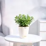 Ugaoo Good Luck Jade Plant with Self Watering Pot
