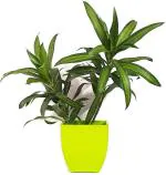 Platone Dracaena PlantDrakena PlantNATURAL PLANT Air Purifying Dracena Massangeana Green Plant - Decorative Plant