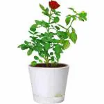 Cloud Farm Real Healthy Dark Red Rose Healthy Plant Hybrid For Balcony, Terrace, Outdoor Gardening CF_2055