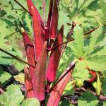 JIGNISHA SEEDS Red Bhindi Seeds Vegetable Seeds For Planting Pack Of 30