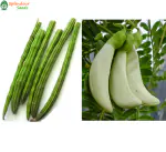 Splendour Seeds Moringa seeds, Humming Bird tree (Agathi) DUAL PACK Vegetable Seeds