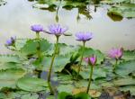 TRICONE Water Lily Seeds, 30 Per Packet
