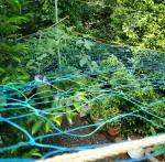 LJL Traders Plant Climbing net, Creeper Plant Support net for Agriculture - 3 X 5 m