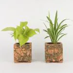 Ferns N Petals Combo Of Golden Money Plant And Spider Plant (Set Of 2)