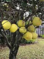 Cloud Farm Hybrid Sweet Pomelo Lemon Plant- 200 mm CF_O201
