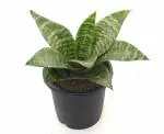 India Gardening Sensevieria Air Purifier Snake Plant