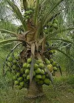 Zomoloco Coconut PlantNarkel PlantCoconut 'Malayan Green Dwarf' Live Plant Malaysian Dwarf Coconut Tree Plant