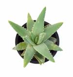 India Gardening Aloe Vera Barbadensis Miller Succulet Live Plant