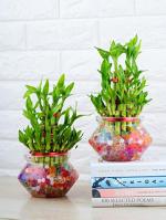Nurturing Green Lucky Bamboo Plants With Glass Pot (Set Of 2)