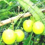 Plantzoin Indian gooseberry Amla Phyllanthus emblica Aanla Live Plant