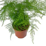 Ashokavanam Asparagus setaceus lace Fern Plant