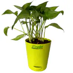 JUNGLEMART Good Luck Money Plant Variegated, Pothos, ivy arum Plant with self watering Pot (Green)