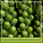 Farmgokart | 100 Seeds Pack of BRUSSEL SPROUT SEEDS | Best Suitable For Terrace And Home Gardening