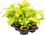 Cloud Farm Hybrid Prince Albert Philodendron Plant - 150 mm CF15