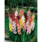 PARYAVARAAN Flower Bulbs | Gladiolus 'Priscilla' Imported Fresh Healthy Flower Bulbs for Home Gardening (Pack Of 15 Bulbs)