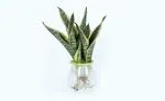 Shivoham Plant Gallery Sansevieria Hydroponic Snake Plant