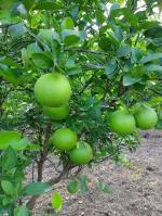 Heaven Of Saplings Sweet Lemon Plant (Pack of 1)